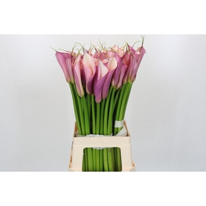 Zantedeschia Eydolls Purple Pink