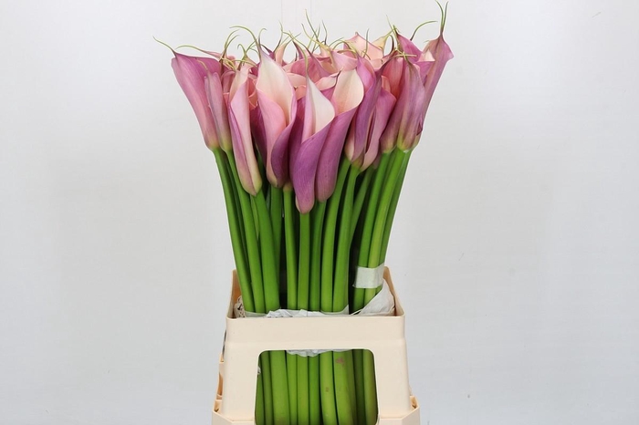 <h4>Zantedeschia Eydolls Purple Pink</h4>