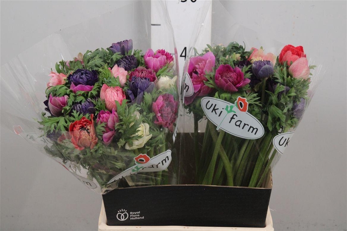 <h4>Anem Gem Bs</h4>