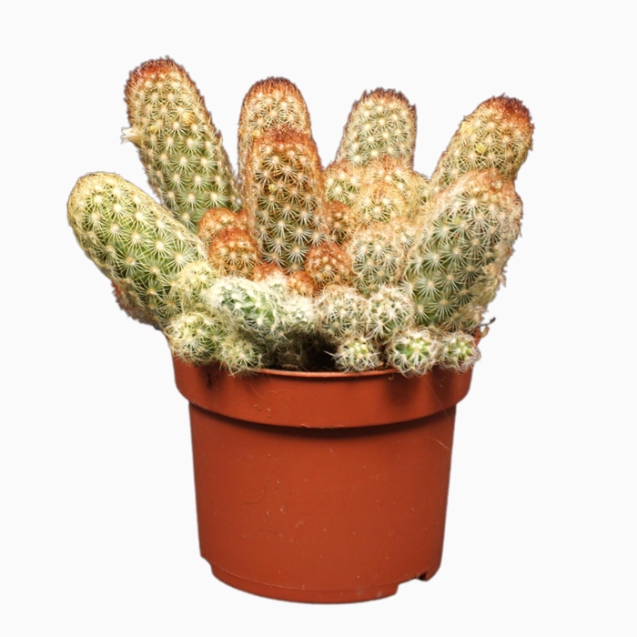 <h4>Mammillaria elongata</h4>