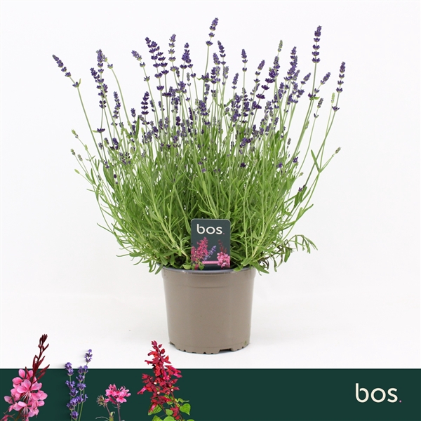 <h4>Lavandula Speciosa, Ardeche Blue</h4>