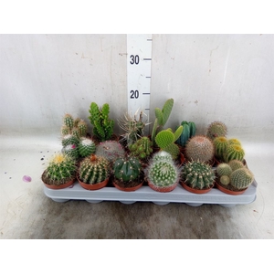Cactus   ...mix