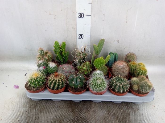 <h4>Cactus   ...mix</h4>