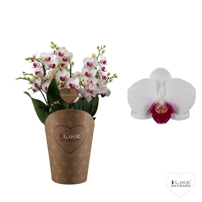 <h4>Duetto Multi - Safe Haven 60+</h4>