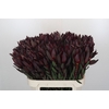 Leucadendron Saf Sunset Dark R.