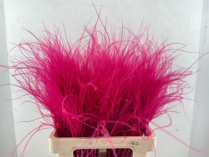 Dried Stypha Penata Cerise(10 Toef) Bunch