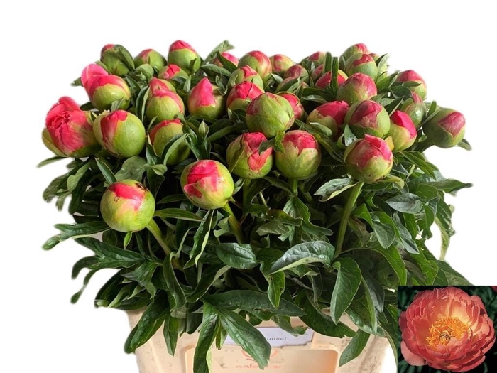<h4>PAEO CORAL SUNSET</h4>