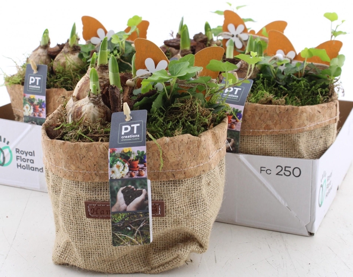 <h4>ARR PL IN SCHAAL</h4>