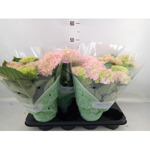 Hydrangea mac. 'Hi River'