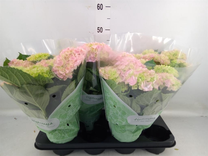 <h4>Hydrangea mac. 'Hi River'</h4>
