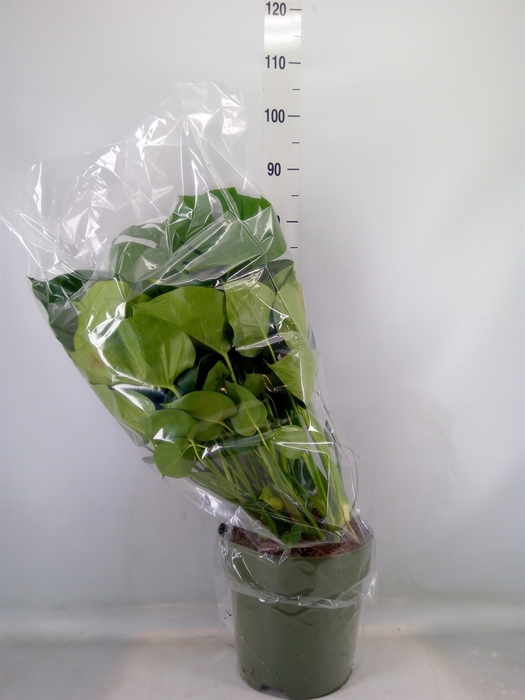 <h4>Monstera delic.</h4>