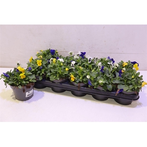 arr8 Vio Co Em Mm Rio