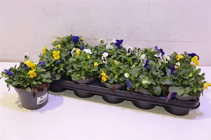 <h4>arr8 Vio Co Em Mm Rio</h4>