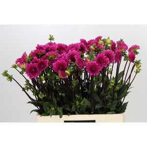 Dahlia Pink Cap