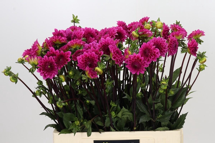 <h4>Dahlia Pink Cap</h4>