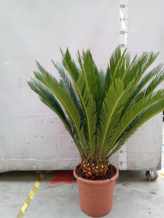 <h4>Cycas revoluta</h4>