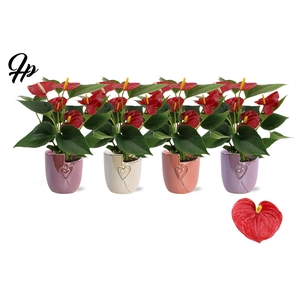 Anthurium 9 cm Success Red in Joa ceramics