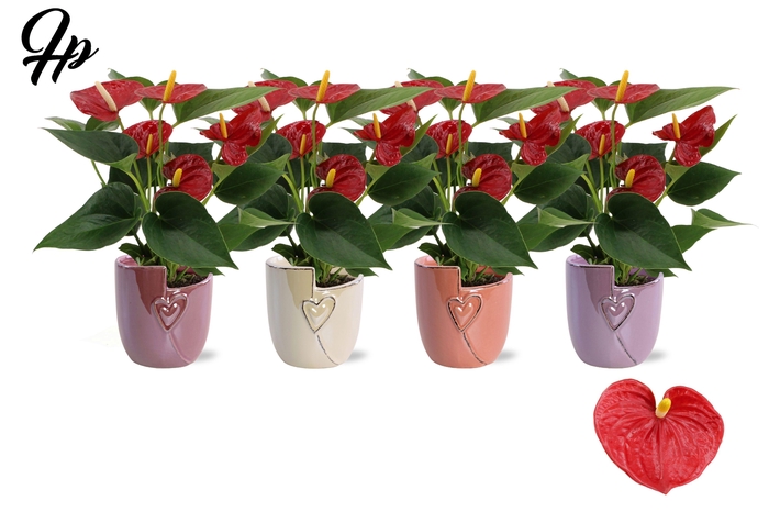 <h4>Anthurium 9 cm Success Red in Joa ceramics</h4>