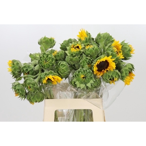 Helianthus Orange Fire
