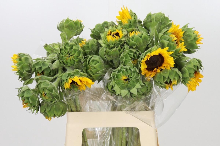 <h4>Helianthus Orange Fire</h4>