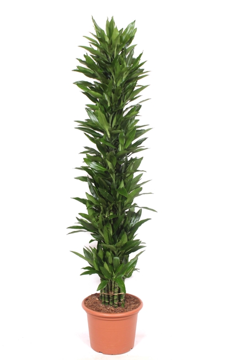 <h4>Dracaena Janet Lind</h4>