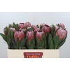 Protea Pink Ice