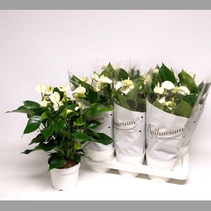 ANTHU AN WHITE CHAMP