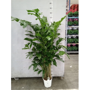 Caryota mitis