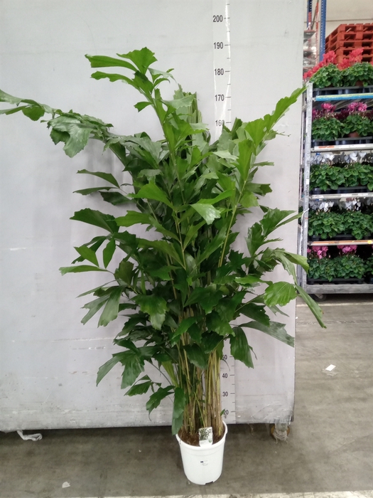 <h4>Caryota mitis</h4>