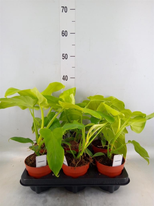 <h4>Philodendron   ...</h4>