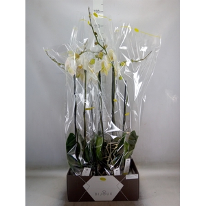 Phalaenopsis   ...white