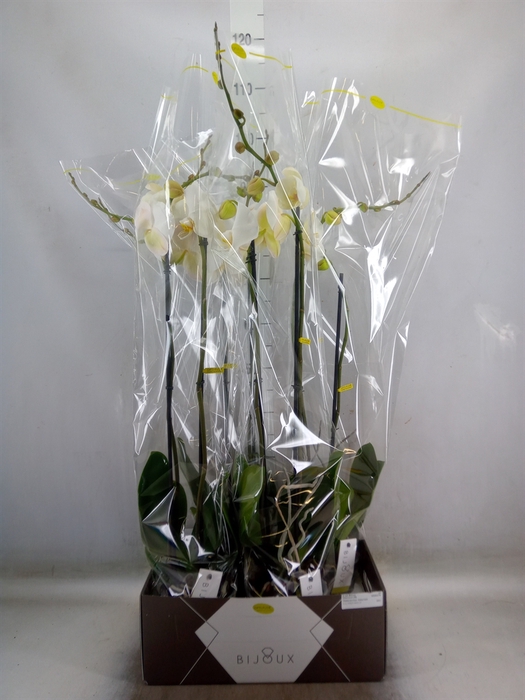 <h4>Phalaenopsis   ...white</h4>