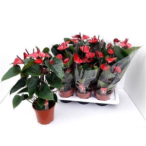 Anthurium Andreanum Grp Adios Red