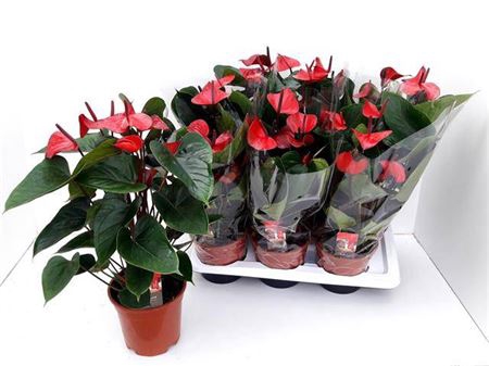 <h4>Anthu An Adios Red 7+</h4>