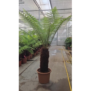 Dicksonia antarctica