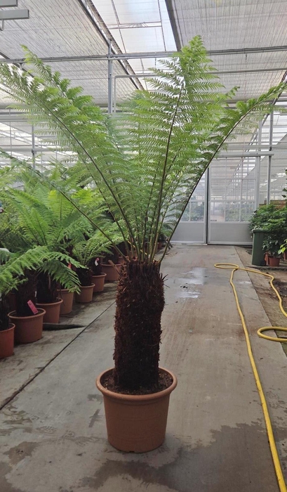 <h4>Dicksonia antarctica</h4>