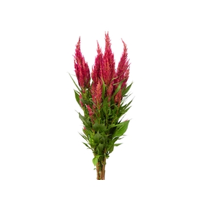 CELOSIA PLUMOSA 060 CM ROSA