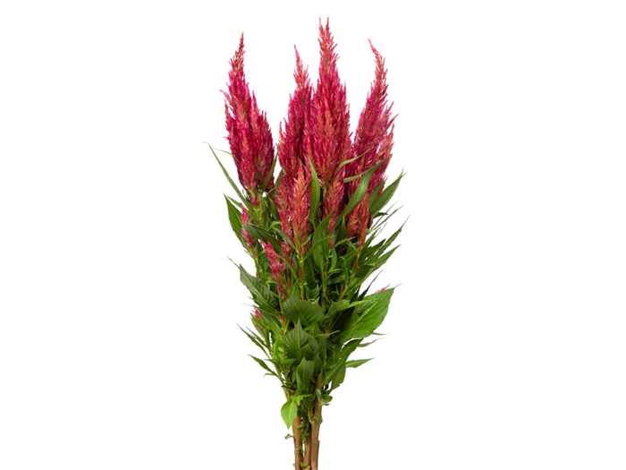 <h4>CELOSIA PLUMOSA 060 CM ROSA</h4>
