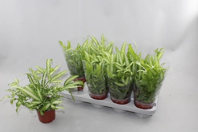 <h4>PTERIS ALBOLINEATA</h4>