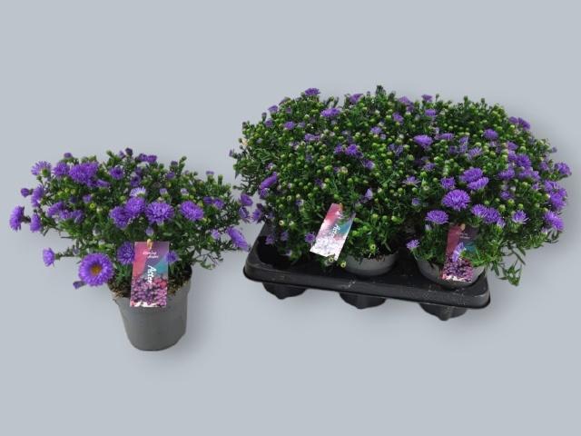<h4>ASTER D AL D PURP LA</h4>