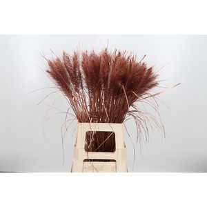 Pennisetum Kl Bh Koper