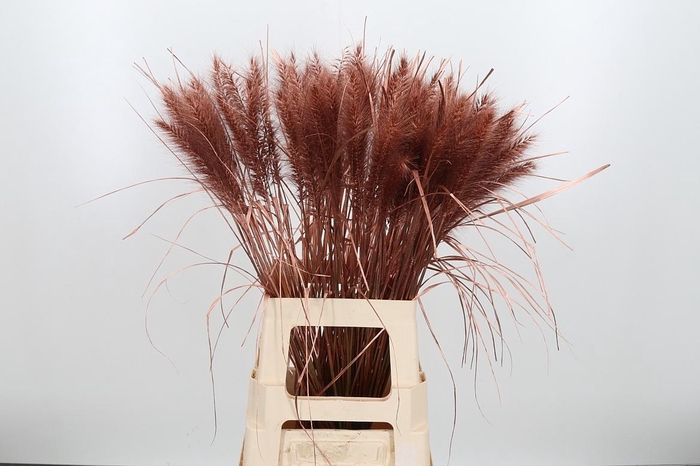 <h4>Pennisetum Kl Bh Koper</h4>