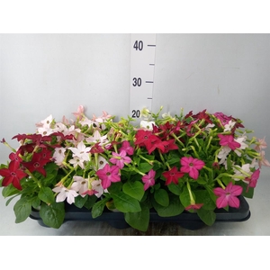 Nicotiana   ...mix