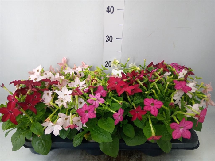 <h4>Nicotiana   ...mix</h4>
