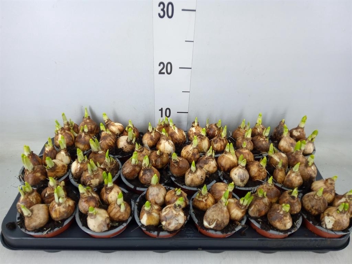 <h4>Narcissus  'Tete a tete'</h4>