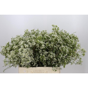 Chamelaucium Blizzard