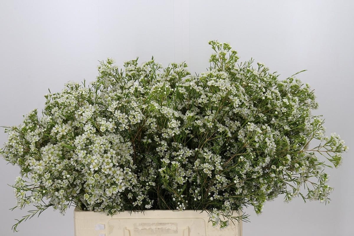 <h4>Chamelaucium Blizzard</h4>