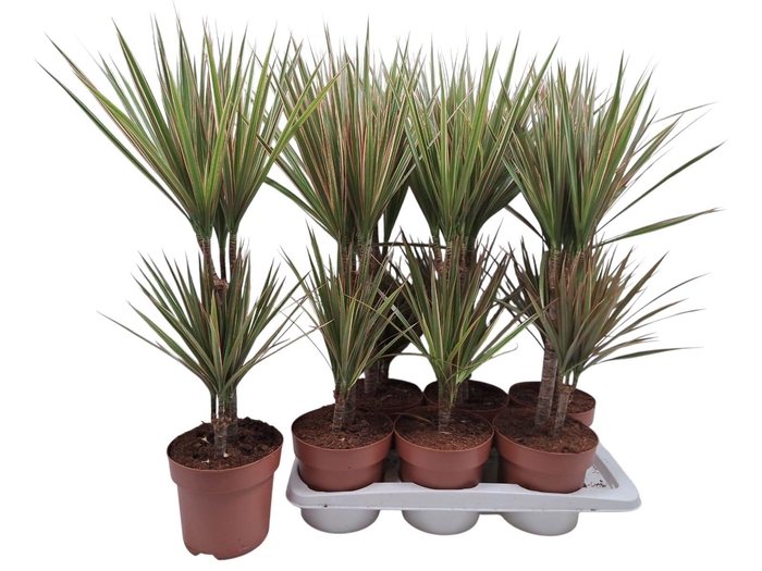 <h4>DRA MARG BICOLOR</h4>