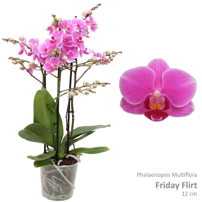 <h4>Phal. Multiflora "Friday Flirt" 3-tak</h4>