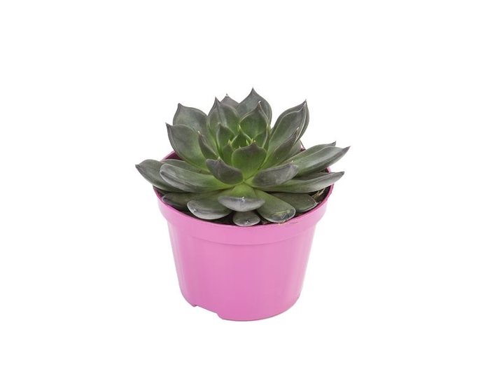 ECHEVERIA HOT CHOCOLAT P11